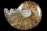 Polished, Agatized Ammonite (Cleoniceras) - Madagascar #97297-1